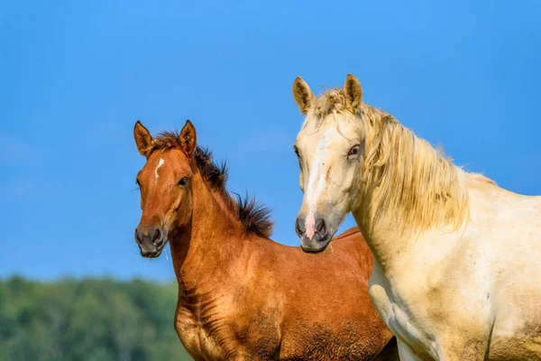 Ett Par Hästar Mot Himlen — Stockfoto