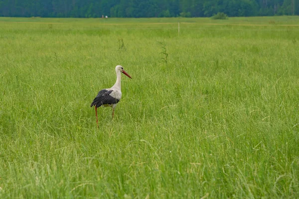 コウノトリは夏の牧草地を歩く 写真のクローズアップ — ストック写真