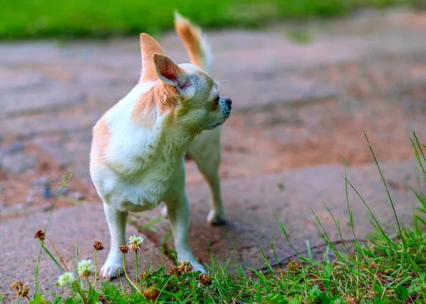 Chihuahua Leker Gården — Stockfoto