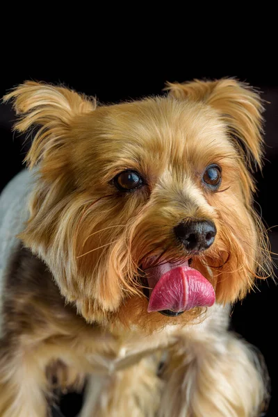 Retrato Terrier Yorkshire Estudio Fotográfico Sobre Fondo Oscuro — Foto de Stock