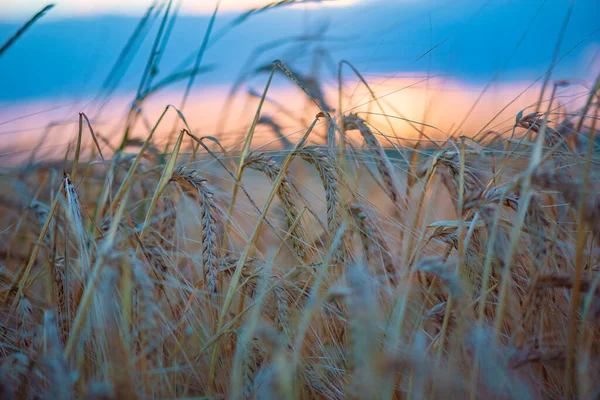 Ein Feld Voller Reifer Weizenähren Nahaufnahme Fotografiert — Stockfoto