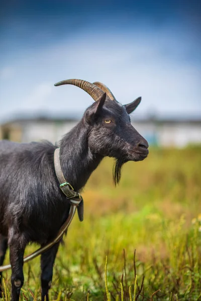 Uma Cabra Negra Esfola Numa Trela Num Prado Fotografado Close — Fotografia de Stock