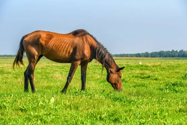 夏天田野里的马的肖像 — 图库照片