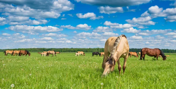 Stock image A herd of horses grazes on a summer pasture, under blue skies and beautiful clouds.