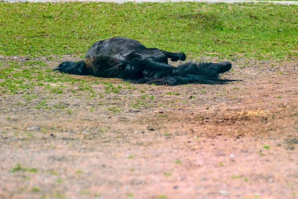 Dark Horse Rolls Ground — Stock Photo, Image