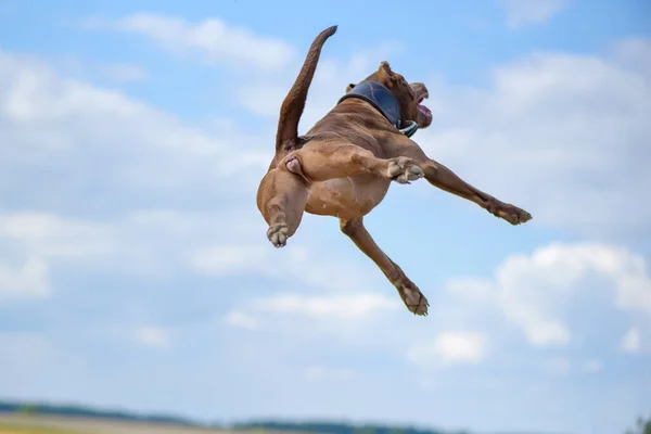 美国的斗牛犬Terrier在夏天的田里跳过球 — 图库照片