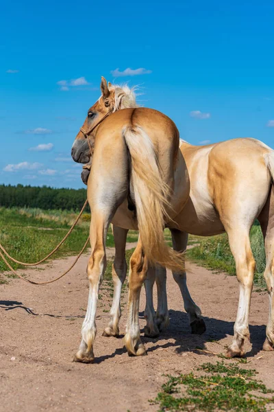 Par Vennlige Hester Åkeren – stockfoto