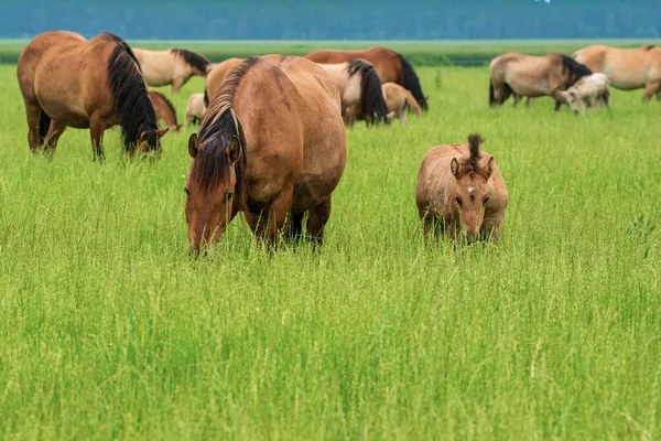 Eine Herde Pferde Weidet Auf Einem Acker Aus Nächster Nähe — Stockfoto