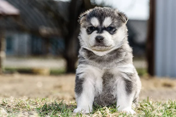 Ung Husky Valp Leker Gräset — Stockfoto