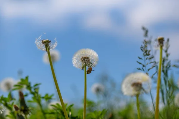 Field Dandelions Blurred Background — Stock Photo, Image