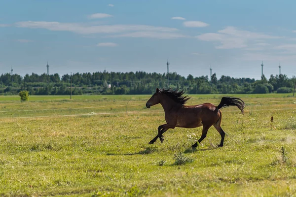 Koń Galopował Latem Polu Farmie — Zdjęcie stockowe