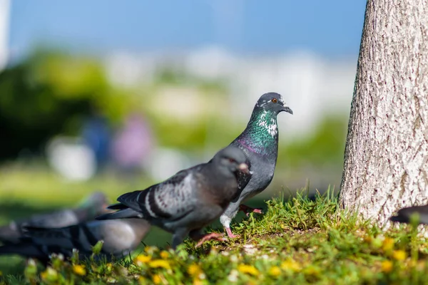 Holubi Pod Stromem Trávě Létě Parku — Stock fotografie