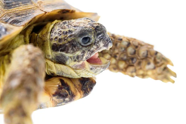 Schildpad Geïsoleerd Witte Achtergrond — Stockfoto