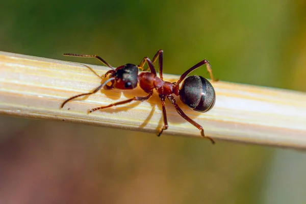 Closeup view of an ant on grass