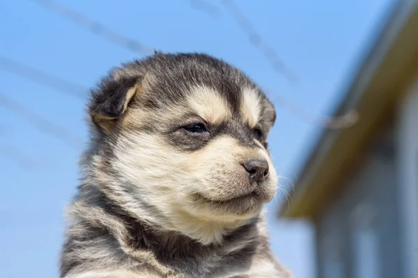 Kleine Husky Puppy Close — Stockfoto