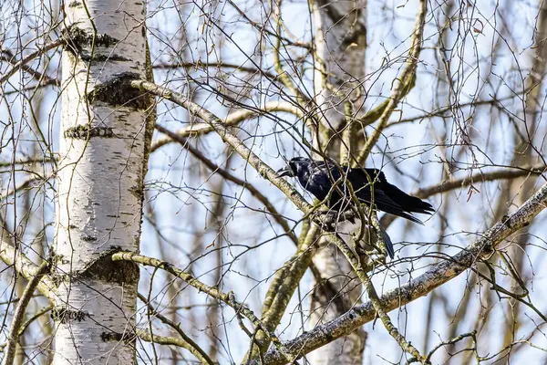 カラスは白樺の上に座って — ストック写真