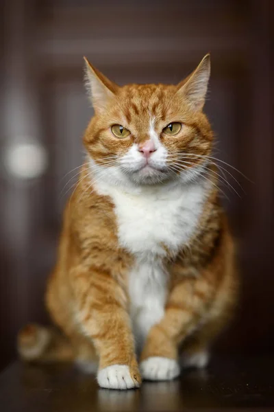 Pensive Erstaunliche Rote Katze Nahaufnahme — Stockfoto