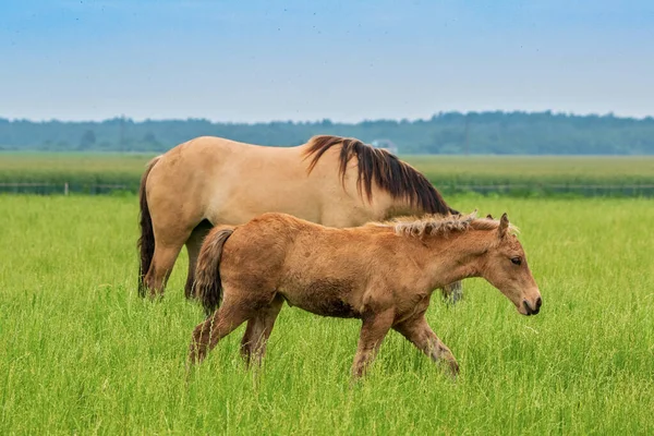 Ein Paar Pferde Grast Bei Trübem Wetter Auf Dem Feld — Stockfoto