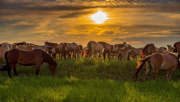 Pferdeherde Auf Dem Feld Vor Dem Hintergrund Des Abendhimmels Gegenlicht — Stockfoto