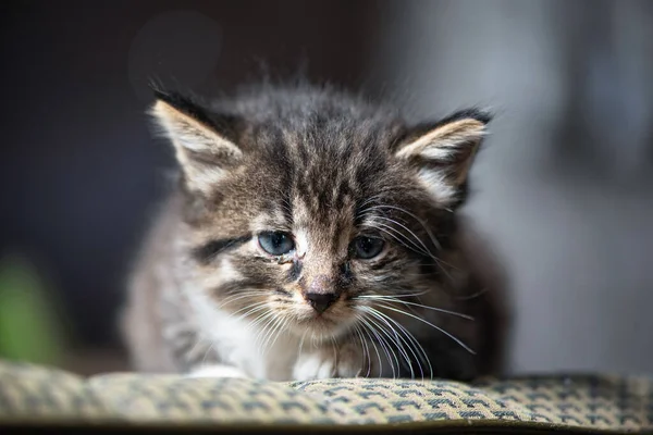 Küçük Gri Hasta Evsiz Kedi Yavrusu Yakından Çekilmiş — Stok fotoğraf