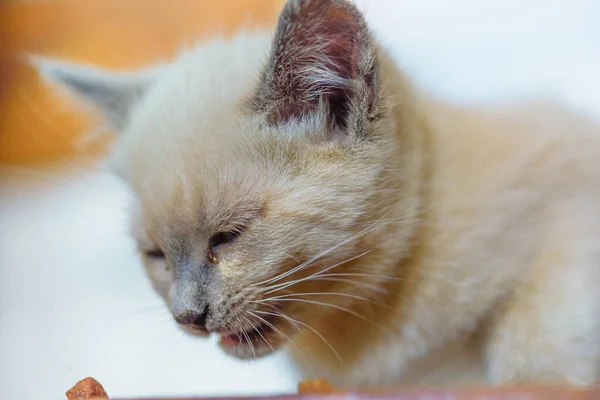 Homeless Kitten Eats Food — Stock Photo, Image