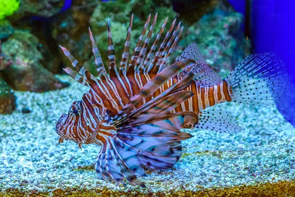 Peixe Marinho Aquário — Fotografia de Stock