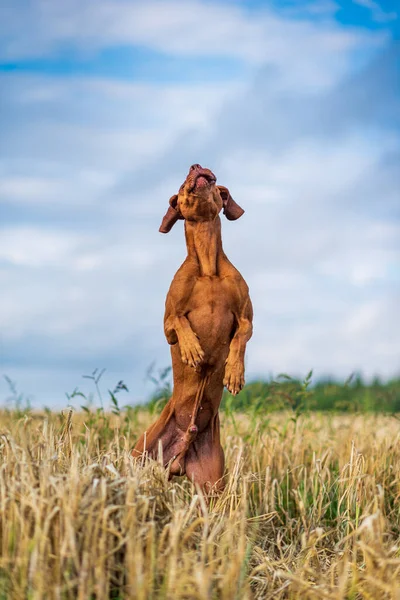 Собака Поле Стоит Задних Лапах — стоковое фото