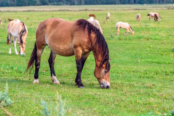 Schöne Aussicht Auf Pferde Die Auf Der Weide Grasen — Stockfoto