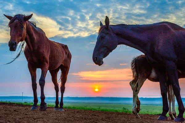 Caballos Pastan Amanecer — Foto de Stock