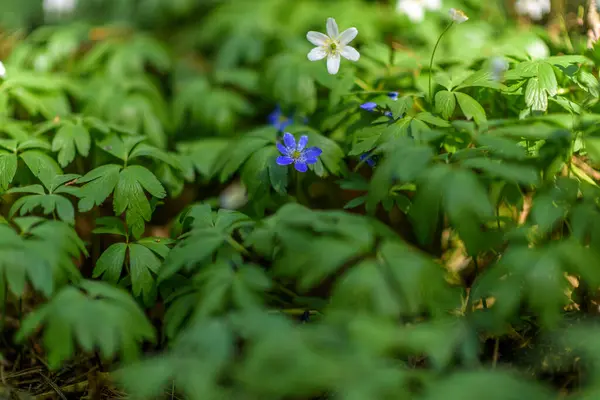 Flores Silvestres Floresta Close — Fotografia de Stock