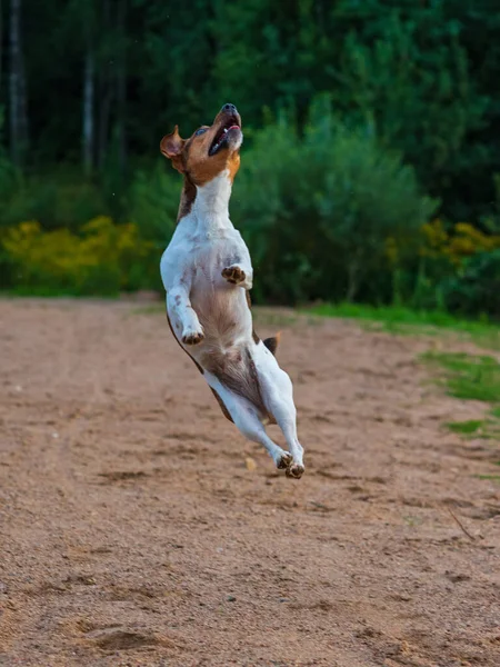 Köpek Yemek Için Zıplar Hareket Halindeyken Odağını Kaybederken Fotoğraflanır — Stok fotoğraf