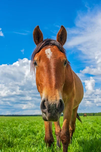 Koń Wypasa Się Polu Fotografie Niebie Chmurach — Zdjęcie stockowe