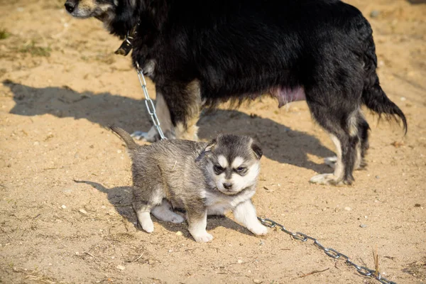 Zincirdeki Evcil Köpek — Stok fotoğraf