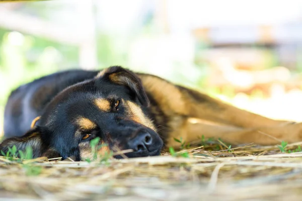 Cão Está Debaixo Carro Sombra — Fotografia de Stock