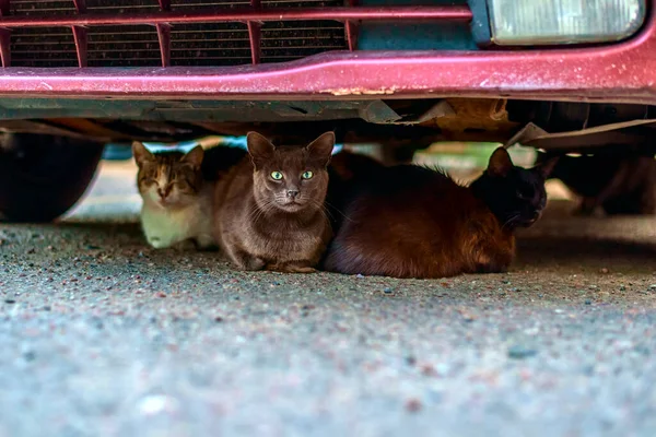 Arabanın altında evsiz kedi var.