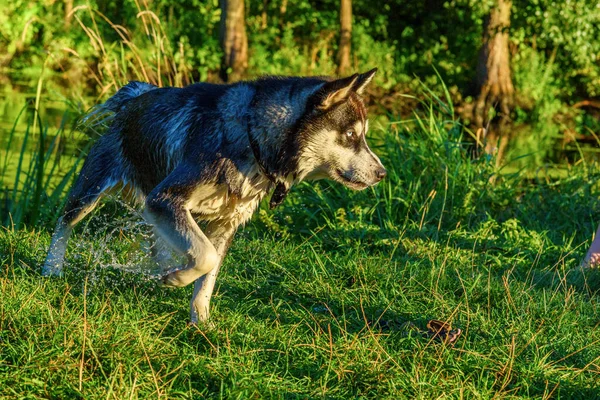 Πορτρέτο Ενός Σιβηρίας Husky Παίζει Στο Γρασίδι — Φωτογραφία Αρχείου