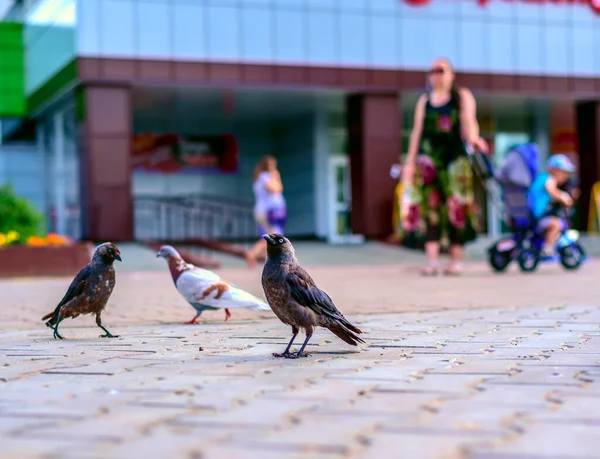 보도상의 비둘기들 — 스톡 사진
