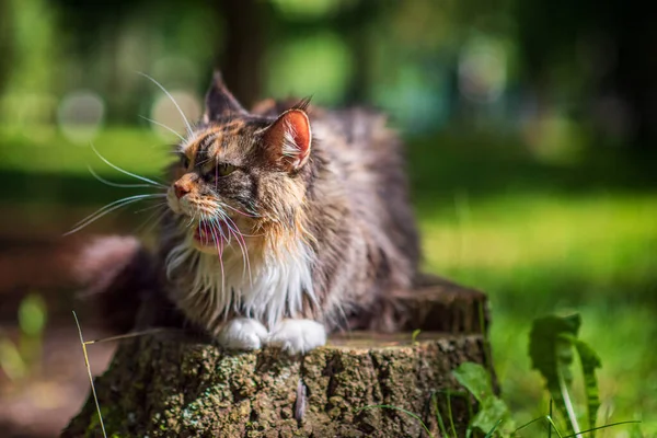 공원에서 으르렁거리는 집고양이 사진을 클로즈업 — 스톡 사진