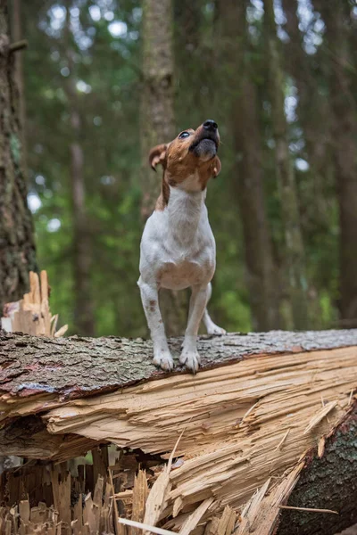 Jack Russell Terrier Stands Broken Tree Forest Close Photographed — Stock Photo, Image