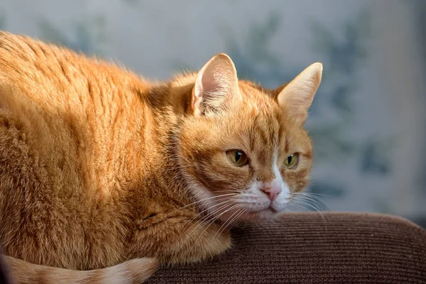 Die Katze Liegt Auf Der Rückseite Der Couch — Stockfoto