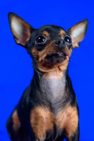 Retrato Perro Pequeño Con Orejas Grandes —  Fotos de Stock