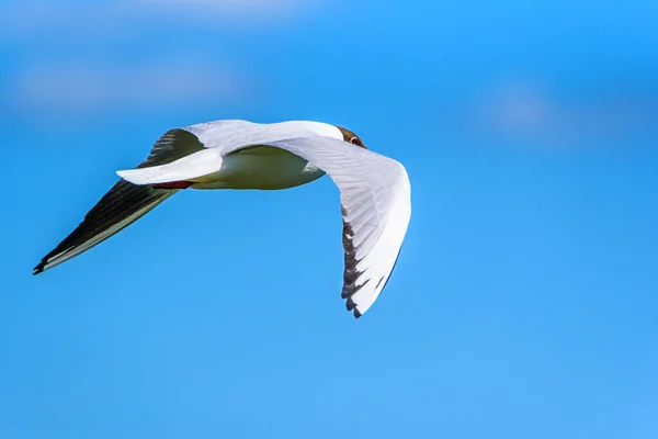 Gaivota Voando Contra Céu Azul — Fotografia de Stock