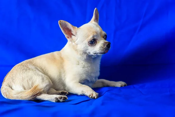 Retrato Chihuahua Sobre Fondo Azul — Foto de Stock