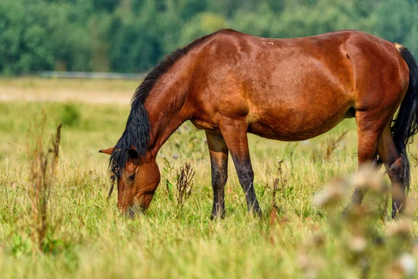 Porträt Eines Pferdes Auf Einer Weide — Stockfoto