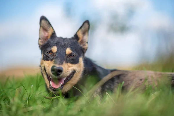 Porträtt Hund Gräset Skogen — Stockfoto