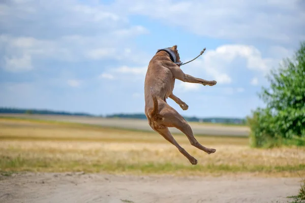 American Pit Bull Terrier Spielt Auf Einem Sommerfeld Einen Ball — Stockfoto