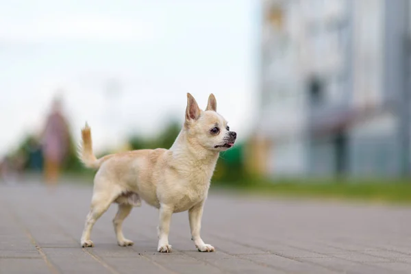 Retrato Chihuahua Cerca Aire Libre —  Fotos de Stock