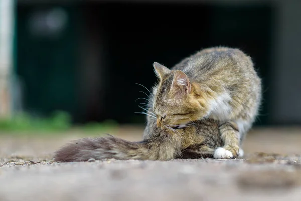 Wilde Graue Katze Leckt Flöhe — Stockfoto