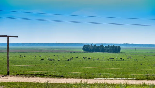 Herde Von Pferden Weidet Auf Der Weide — Stockfoto