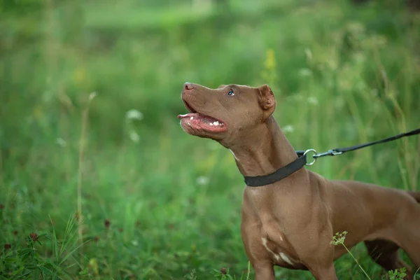 Retrato Formidable Pit Bull Terrier Hierba Verde Primer Plano Fotografiado —  Fotos de Stock